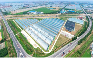 中國500強建設銀行蔬菜小鎮、番茄小鎮